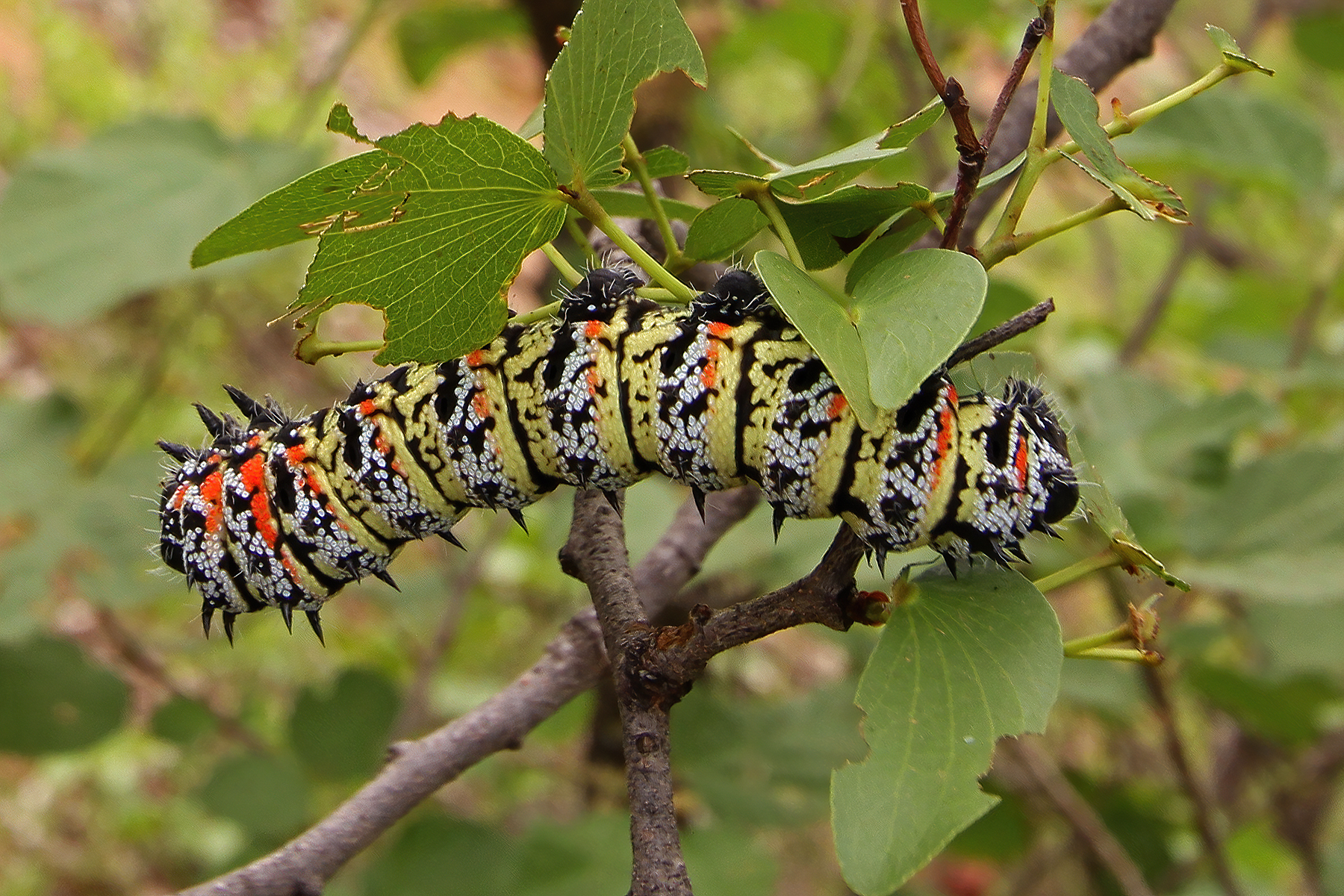 Mopane