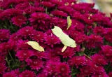 baner1
