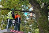 baner1