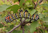 Húsenice motýľov zo stromu Mopane (Gonimbrasia Belina) (Zdroj: Wikipedia contributors. (2023, November 12). Gonimbrasia belina. In Wikipedia, The Free Encyclopedia. Retrieved 13:26, December 6, 2023, from https://en.wikipedia.org/w/index.php?title=Gonimbr